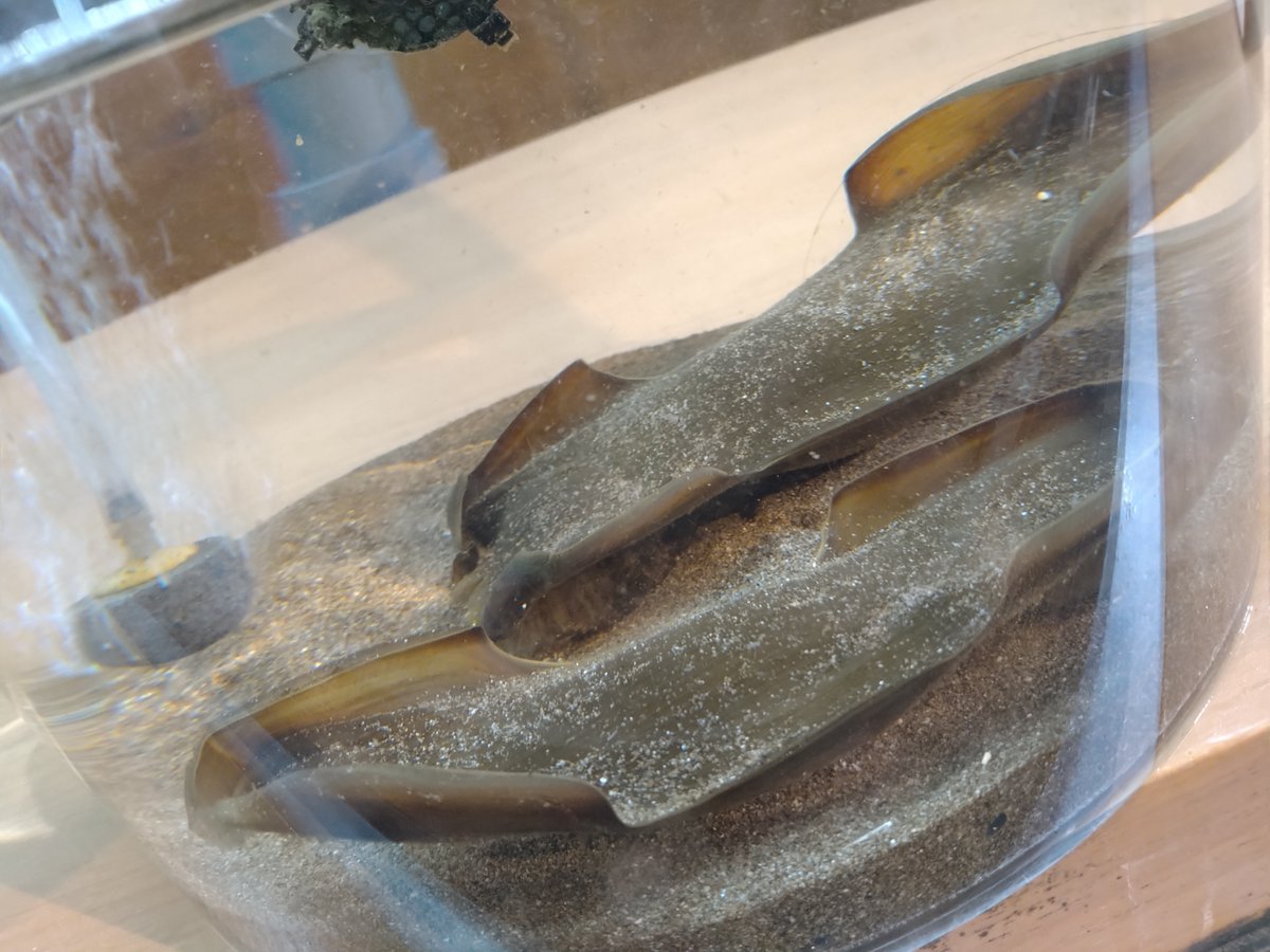 おたる水族館 on Twitter 