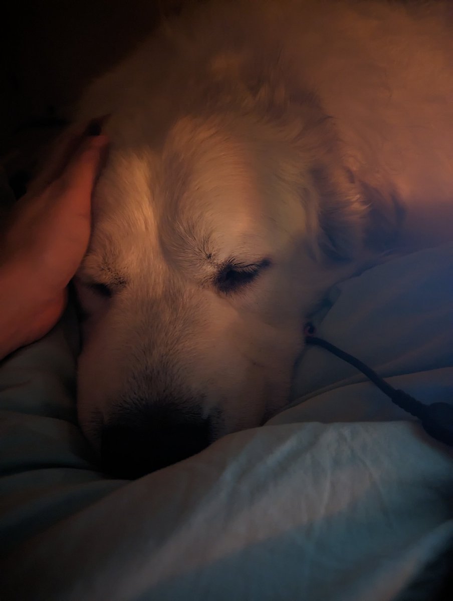 hellfrogger's tweet image. Friday night vibing with my dog