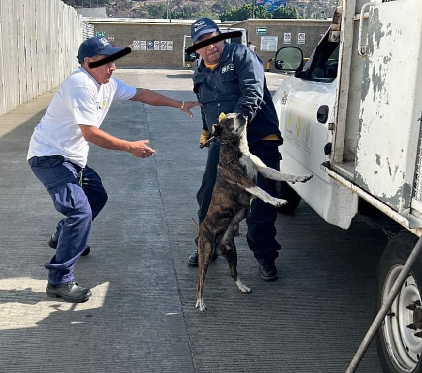 Georgia_petsafe's tweet photo. Nos ayudan a compartir,otra historia de terror de antirrábicos,ahora del antirrábico de Aragón dónde asesinaron a güerita y otros perritos el mismo día que los capturaron https://t.co/2AwB9BrmLG https://t.co/UFRIeS1bAa