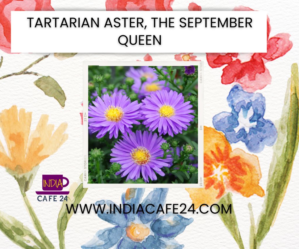 IndiaCafe24's tweet photo. Day 20: Dedicated to Alphabet T
https://t.co/SvBjA34Hw3
@blogchatter
#blogchatterA2Z #BlogchatterA2Z2023 #Flowers #TartarianAster #SeptemberQueen #flowers https://t.co/qrLqmXl6MB