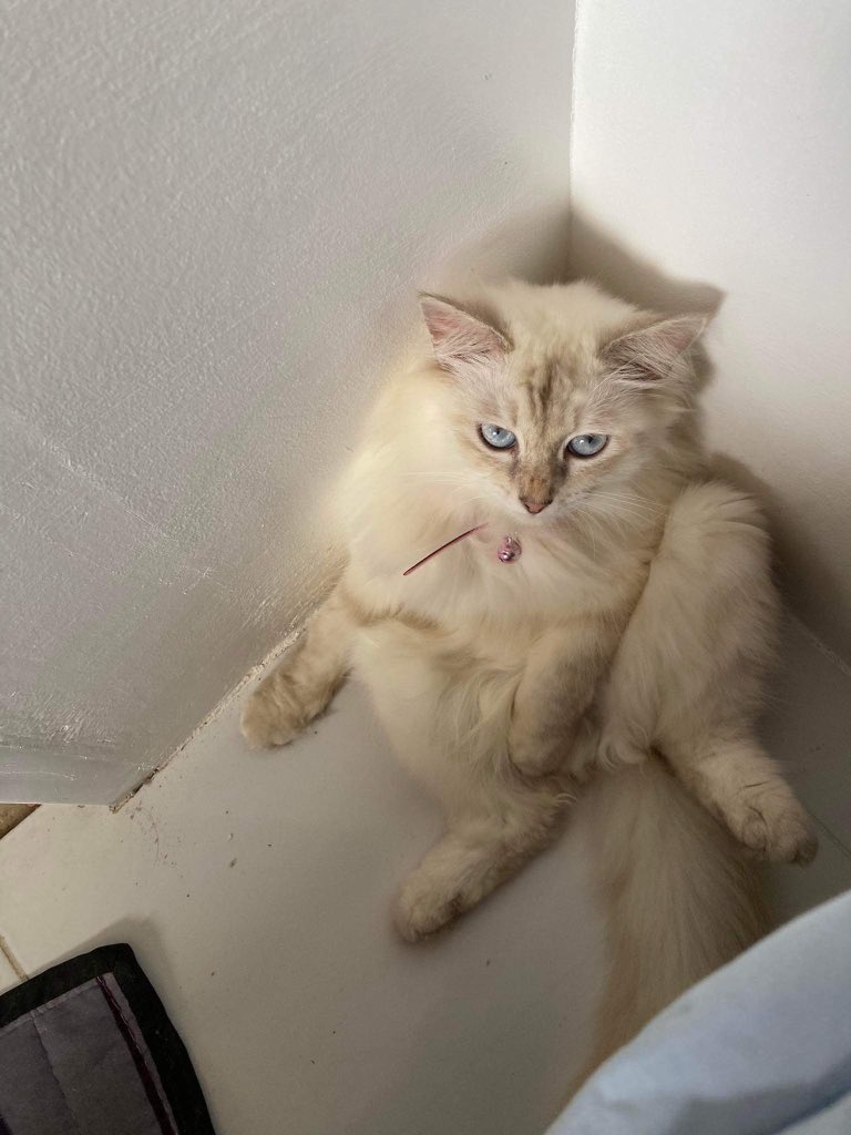 _Neko08's tweet image. Lucy🥰