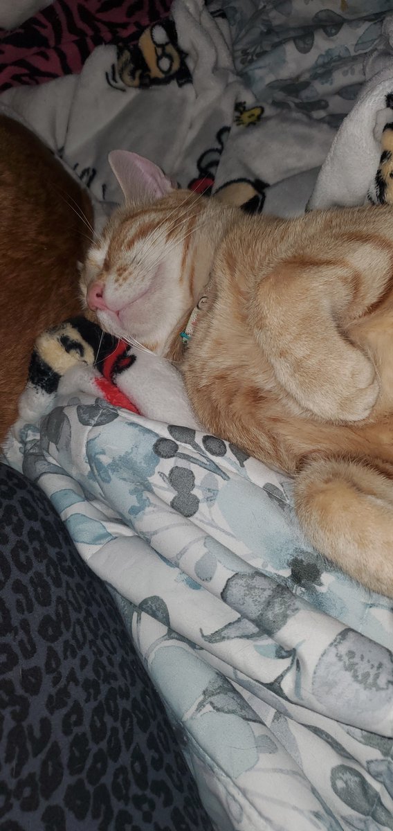Dragonfly1062's tweet photo. @alonna_lee My little Isaac is crashing on me. #TheLastDriveIn #MutantFam #Mutantpets #beyond https://t.co/VETS5x48Wl