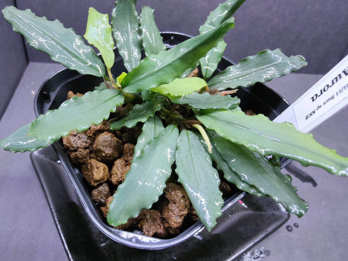Bucephalandra sp.