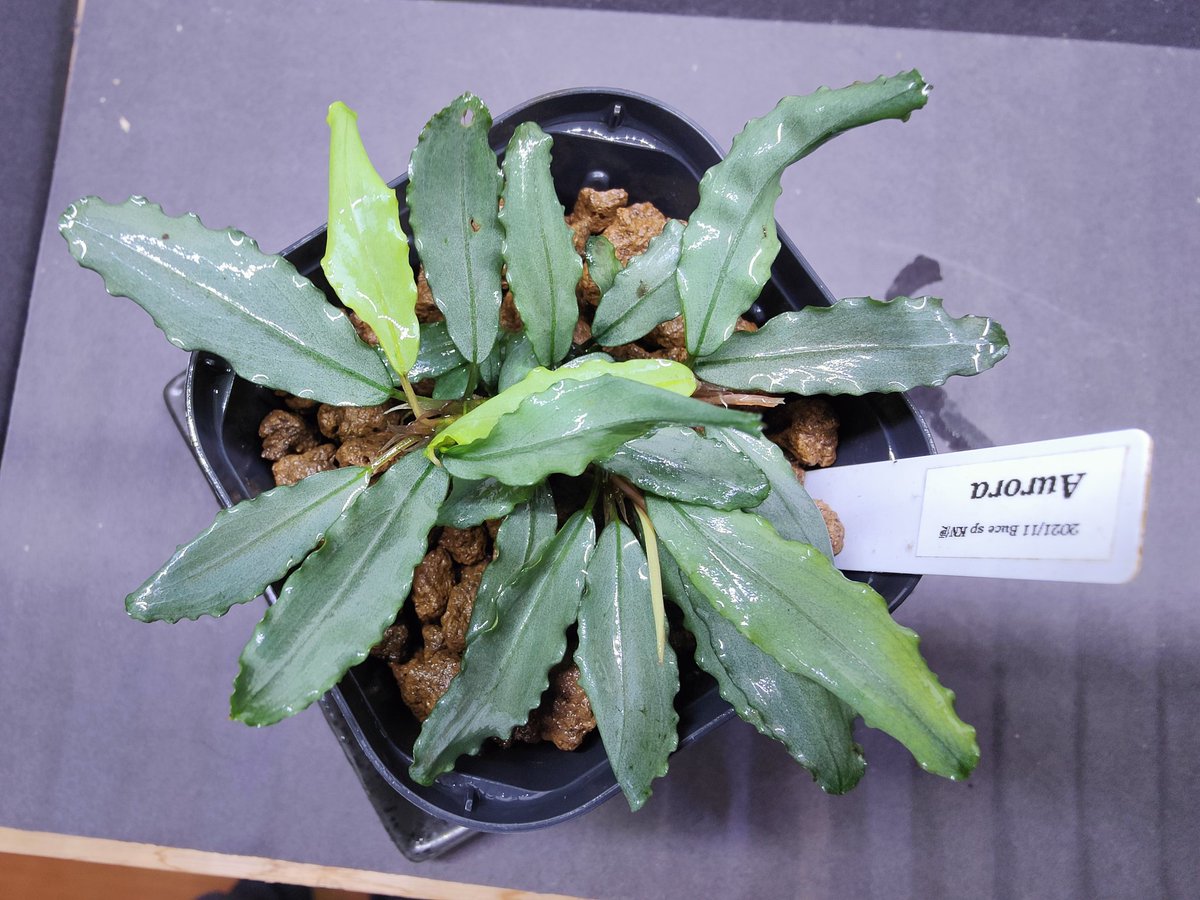 Bucephalandra sp.
