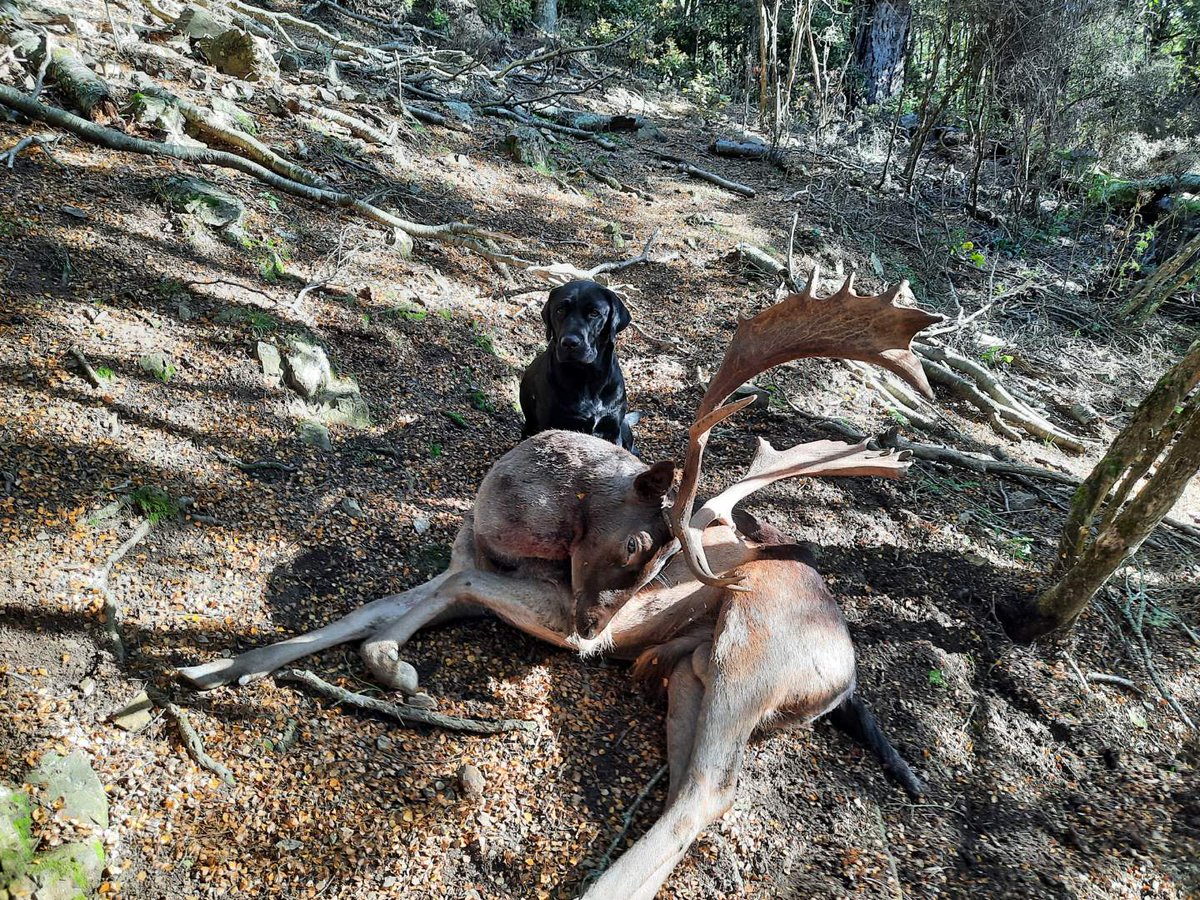 IsobelHunting's tweet photo. It's been 7 weeks of hunting for me in New Zealand for the rut.
Covering Red deer, White Tail Deer &amp; Fallow deer.
A fantastic trophy buck to finish off the rut in public land.
The young dog hunted exceptionally well with an epic close bush hunt to finish this part of the season. https://t.co/Lee0hwMSjl