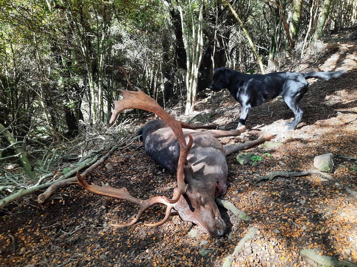 IsobelHunting's tweet photo. It's been 7 weeks of hunting for me in New Zealand for the rut.
Covering Red deer, White Tail Deer &amp; Fallow deer.
A fantastic trophy buck to finish off the rut in public land.
The young dog hunted exceptionally well with an epic close bush hunt to finish this part of the season. https://t.co/Lee0hwMSjl