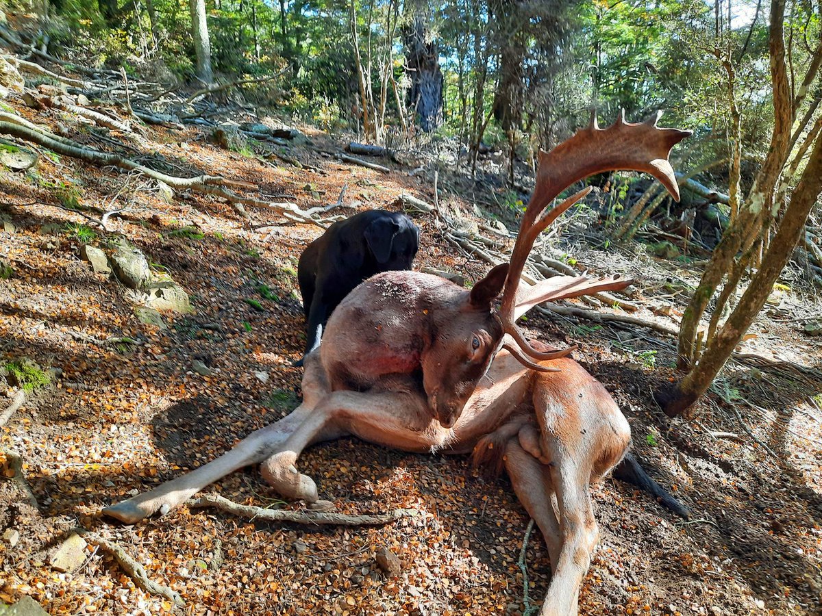 IsobelHunting's tweet photo. It's been 7 weeks of hunting for me in New Zealand for the rut.
Covering Red deer, White Tail Deer &amp; Fallow deer.
A fantastic trophy buck to finish off the rut in public land.
The young dog hunted exceptionally well with an epic close bush hunt to finish this part of the season. https://t.co/Lee0hwMSjl