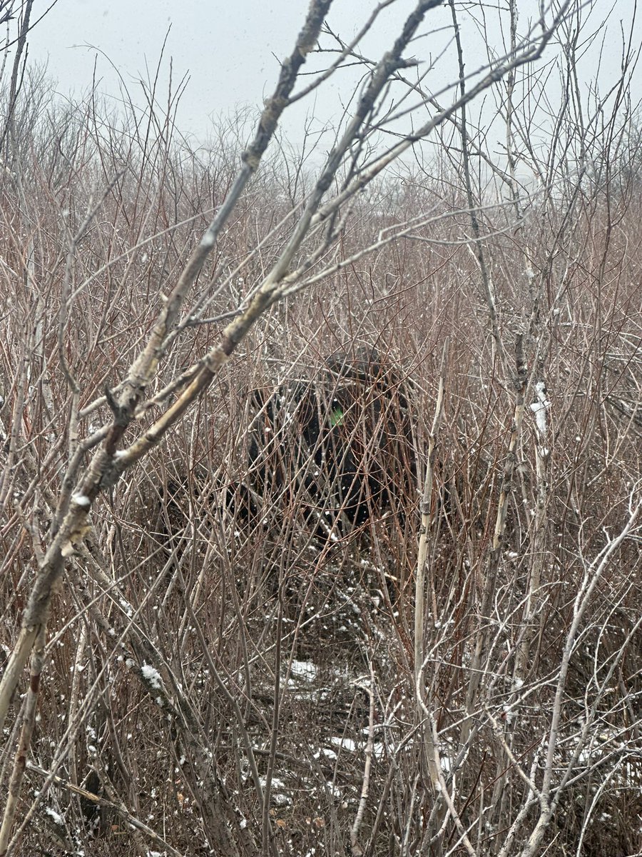 Mona Howe tweet media