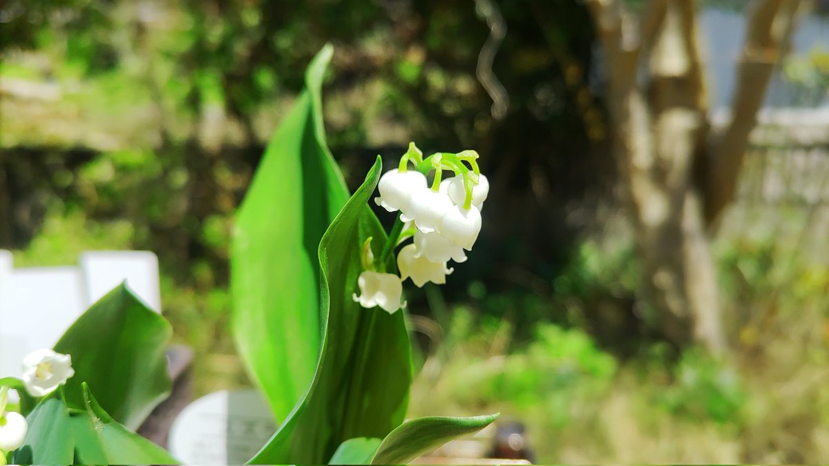 botanical_820's tweet photo. スズランの蕾が全て開花しました。可愛い。#植物 #園芸 #ベランダ #スズラン https://t.co/i8wYzSTcaT