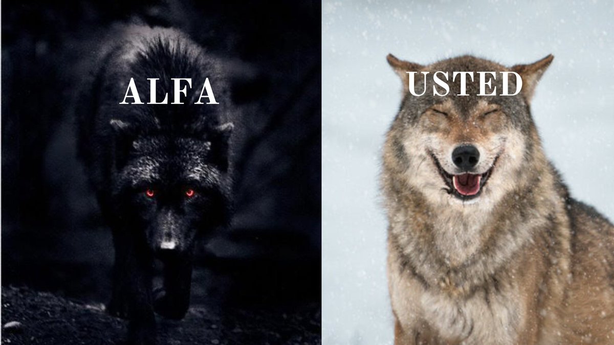 MejoraYsalud's tweet photo. Si quieres seguir siendo el lobo de la derecha, vete, no me interesas.

Si quieres ser el de la izquierda, activa las notificaciones de mi perfil, porque viene un PDF, y será GRATIS para los primeros. 

Únete a la manada. https://t.co/kNpUdNE1Dg