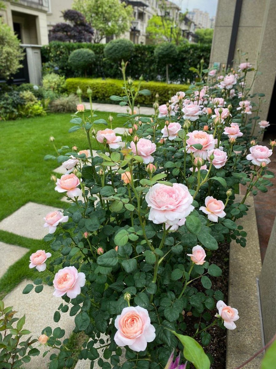 NancyTrollpoe2's tweet photo. Here they love to grow roses https://t.co/5C515XRNbl