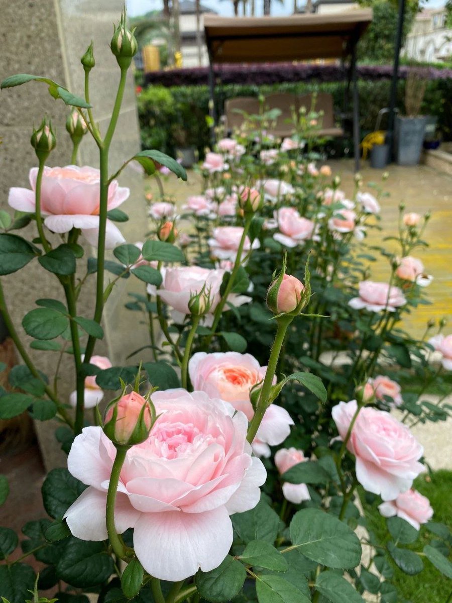 NancyTrollpoe2's tweet photo. Here they love to grow roses https://t.co/5C515XRNbl