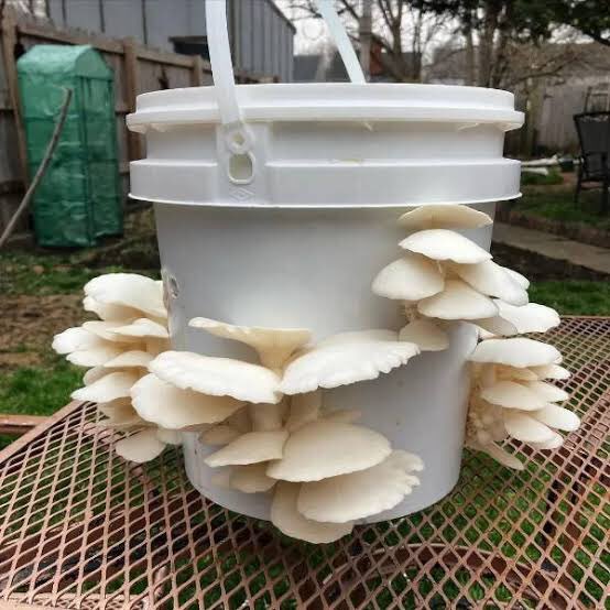 demi_farm's tweet photo. It’s so easy to grp mushroom at home. You just need a room to put these buckets.

Do you need a free guide? Kindly drop your WhatsApp number or email address.

Also like &amp; retweet to share with your friends. https://t.co/A2mbpRVWwt