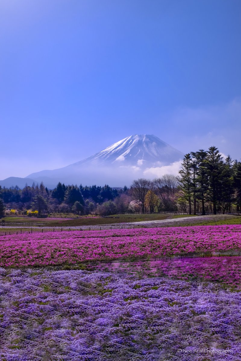 富士山と芝桜 人気があるので夜明け前から並んで待ち、走って行きました。 青空の日に行けて、神様に感謝しました。^-^*