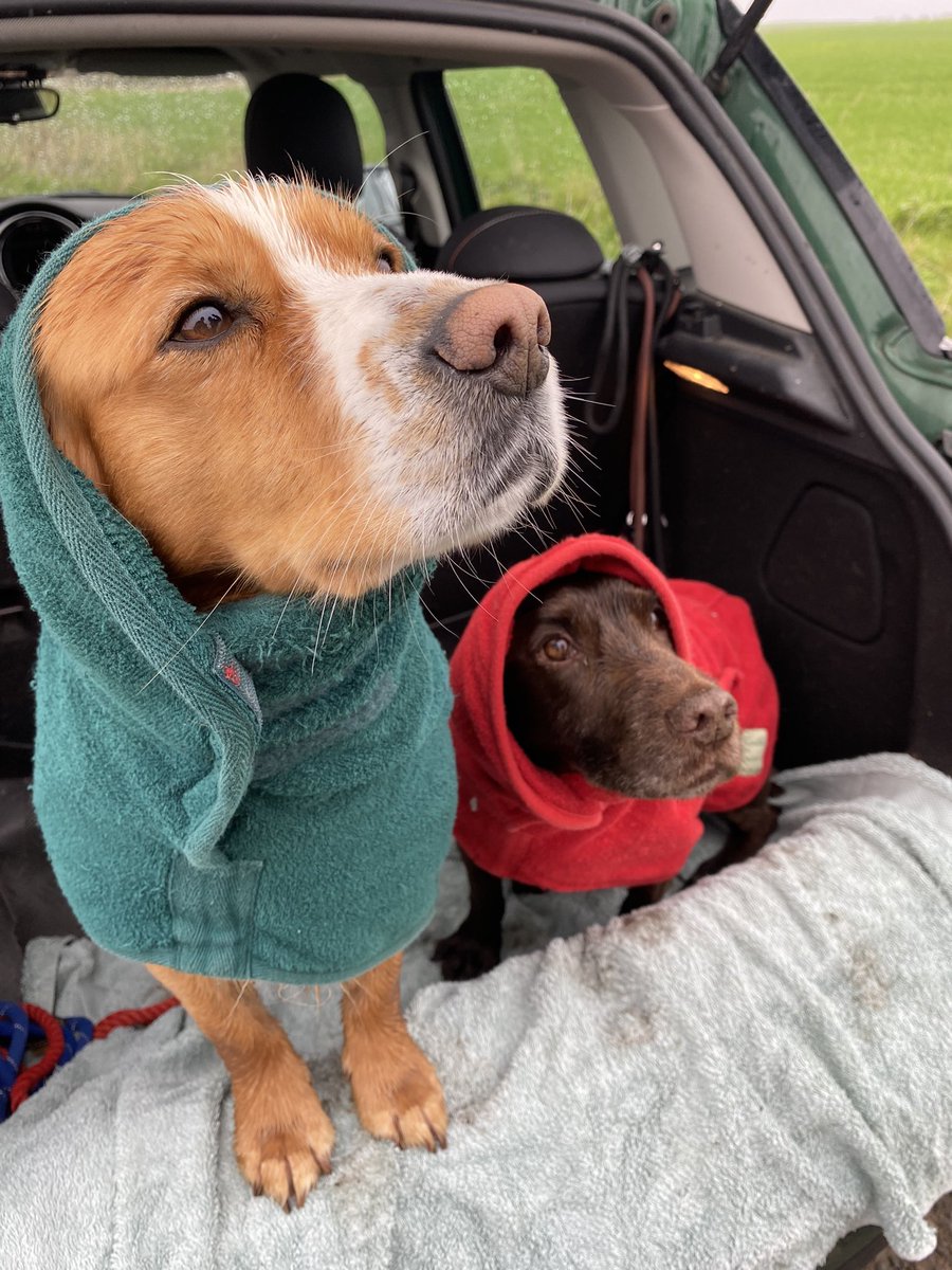 After a very damp walk. Time for the cosy coats. #warmastoast #saturdaymorning #rainy #walkies