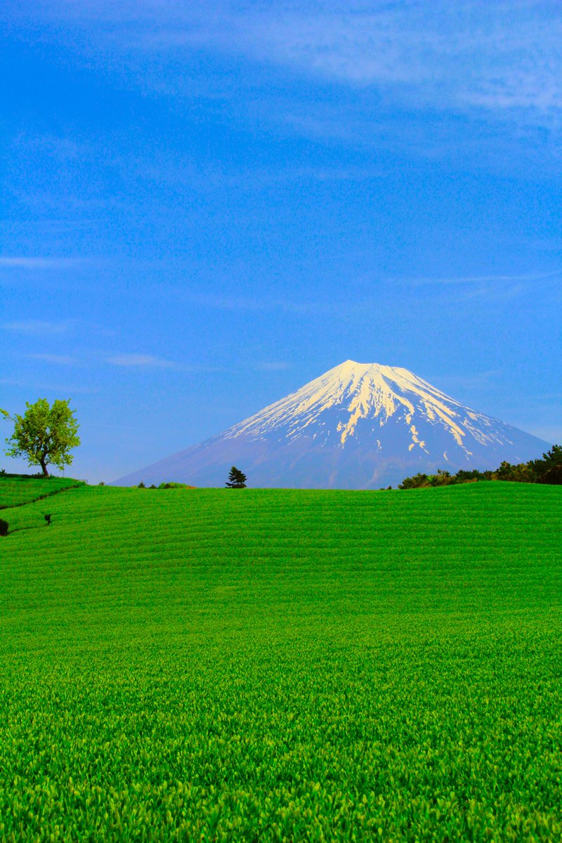 茶畑の丘 ＃富士山