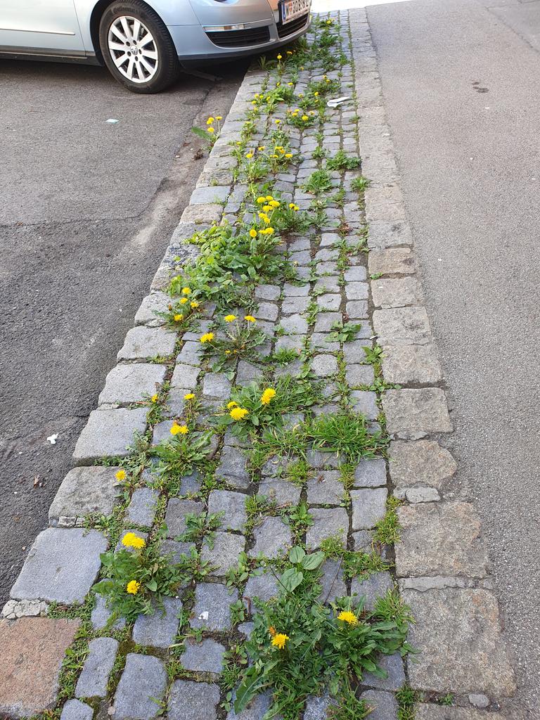 radler_philipp's tweet photo. @waldraeubers Sorgt auch in Städten dafür dass etwas Gelb den tristen Asphalt durchbricht :) https://t.co/W6eQ7zbXBb
