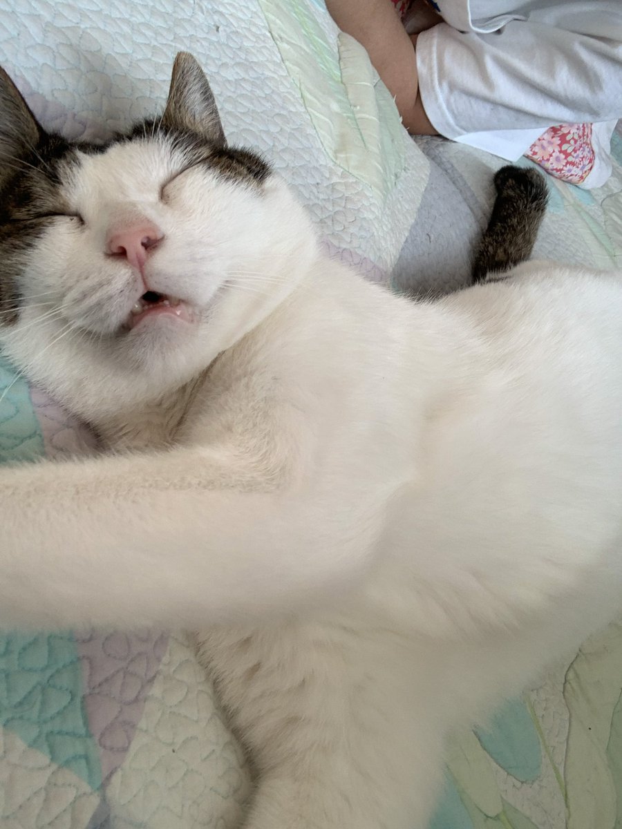 kongyange's tweet photo. 세상 모르고 자는 콩이(2019년 7월) https://t.co/anDaYvzAum