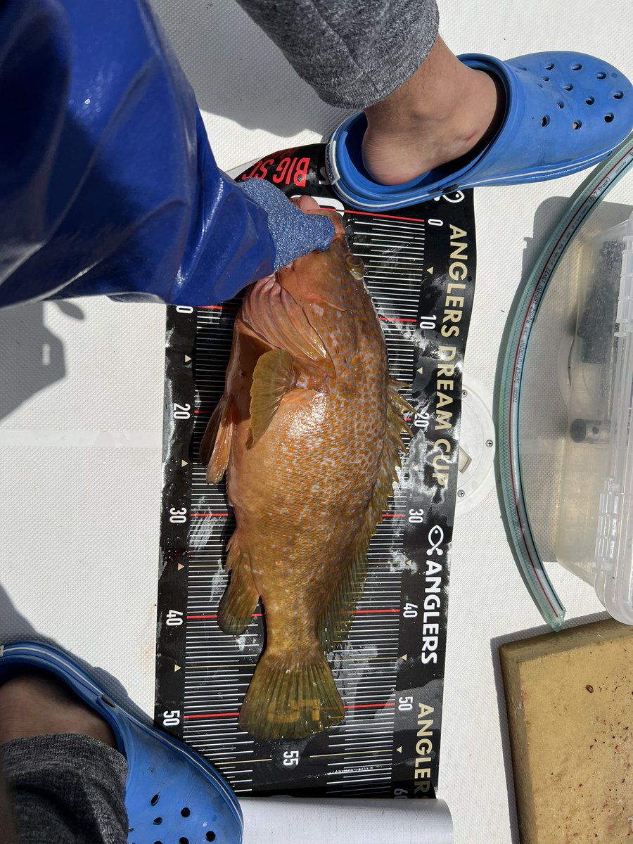 hit__life's tweet photo. 今日は大型根魚メインに連発🤤
明日も募集中です乗りたい方はご連絡ください🙇‍♂️ https://t.co/VXbJSDuYct