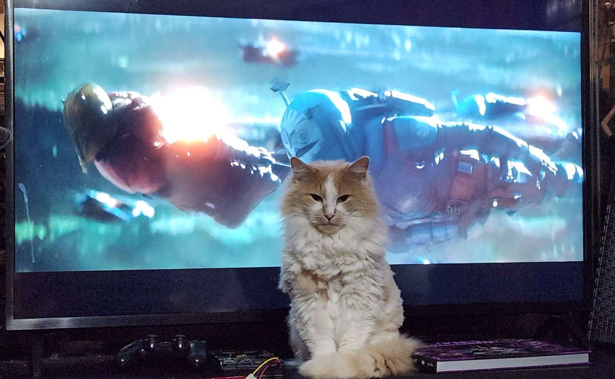 foxpuppy's tweet photo. These special effects on #TheMandalorian are just phenomenal. #StarWars #CatsOfTwitter #CatsOfStarWars. https://t.co/JK1PbAZR5N