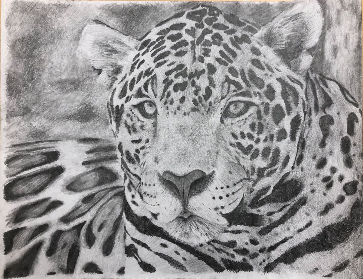 __Ms_B__'s tweet photo. Stunning work from our Gr.9 students -Classic Tonal studies of animals using the “grid” method for scaling. Students practice patience, focus, quieting their minds &amp; delicate pencil shading techniques to build art skills. @OLQWCAarts @OLQWCA @YCDSB @DomenicScuglia @JohnRHeinrich https://t.co/5L0TjqgEzU