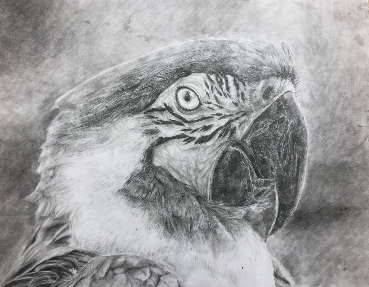 __Ms_B__'s tweet photo. Stunning work from our Gr.9 students -Classic Tonal studies of animals using the “grid” method for scaling. Students practice patience, focus, quieting their minds &amp; delicate pencil shading techniques to build art skills. @OLQWCAarts @OLQWCA @YCDSB @DomenicScuglia @JohnRHeinrich https://t.co/5L0TjqgEzU