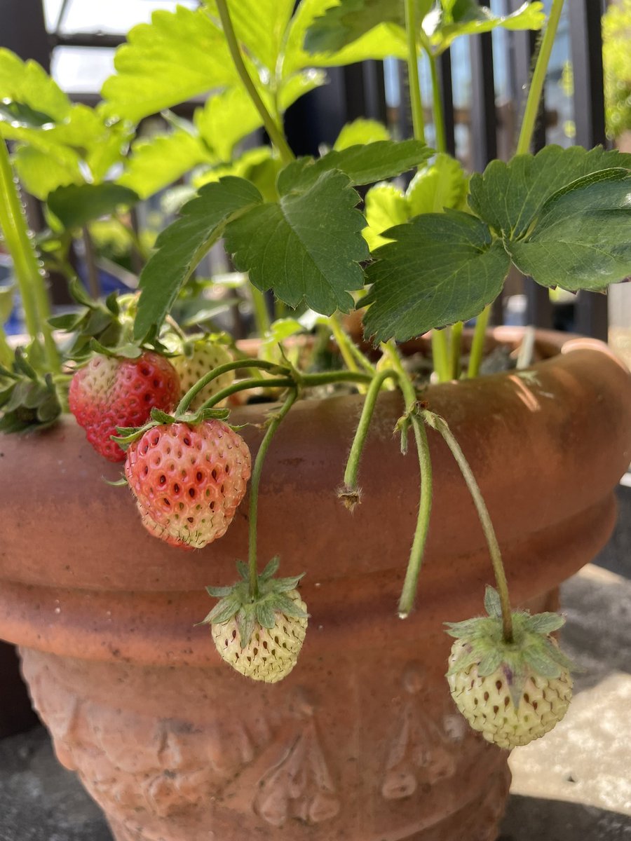 tda0923's tweet photo. 朗報、いちご実りました🍓
これから沢山増えると良いな😊
 #いちご #猫 https://t.co/W3XVEb5BmN