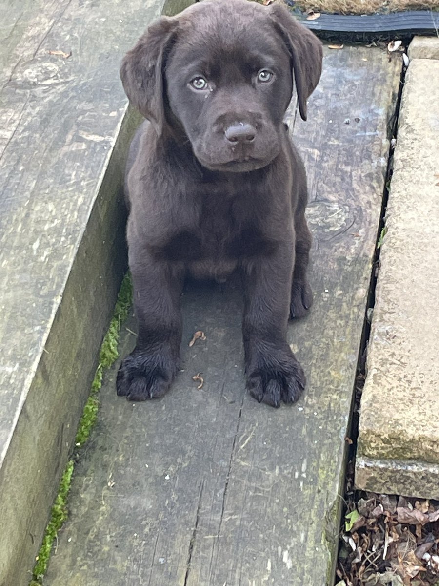ItsfrankieXx's tweet photo. Chocolate crumpet is home! I love my new family they’re awesome. I woke up a few times in the night and cried but mummy comforted me. I love playing in the garden. Here is me before I took a nap 🥰 https://t.co/EbLgiiOK0r