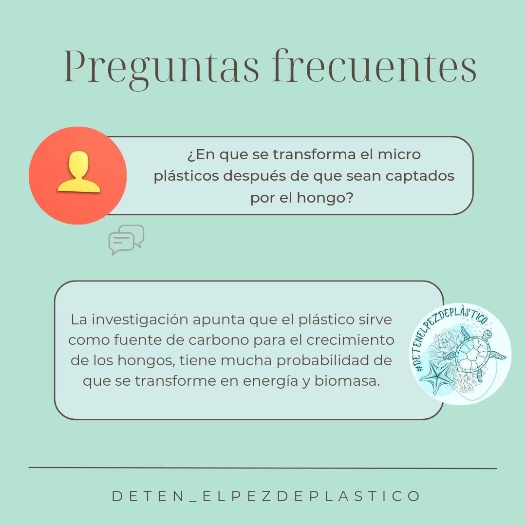 detenpezplastic's tweet photo. PREGUNTAS FRECUENTES ❓ 
Los científicos creen que el micro plástico captados por el hongo hacen la función de fuente de carbono, con una gran posibilidad de que se transforme en energía @Educaixa https://t.co/81bTth8DG2