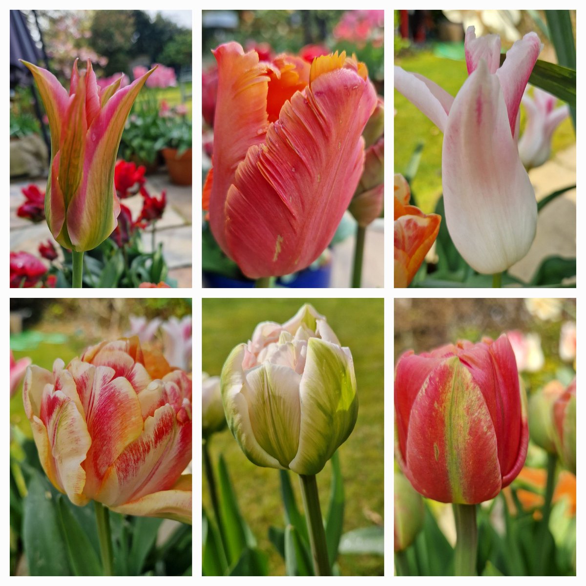 Special tulips for #sixonsaturday. First one is 'Virichic'. 2nd 'Amazing Parrot'. #tulip #gardening