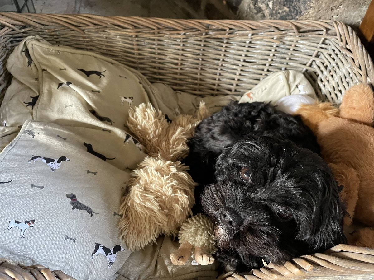 Having a lie in with my pals🦴