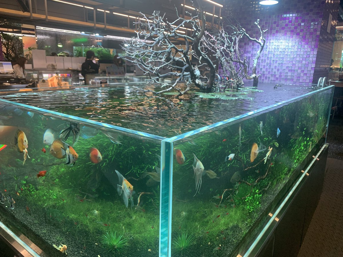 HealingTonight's tweet photo. A ninja turtle appeared at Aqua Garden Cafe in Korea 🐢
#aquarium #paludarium #aquarium #korea https://t.co/UExEAuMzp7