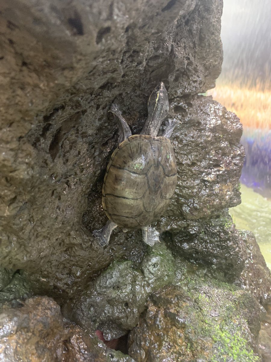 HealingTonight's tweet photo. A ninja turtle appeared at Aqua Garden Cafe in Korea 🐢
#aquarium #paludarium #aquarium #korea https://t.co/UExEAuMzp7