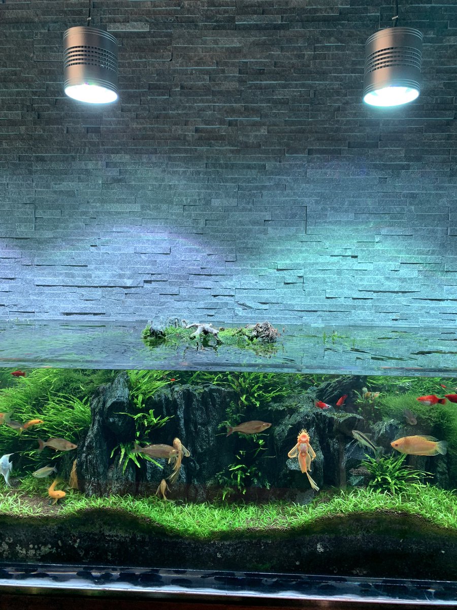 HealingTonight's tweet photo. A ninja turtle appeared at Aqua Garden Cafe in Korea 🐢
#aquarium #paludarium #aquarium #korea https://t.co/UExEAuMzp7
