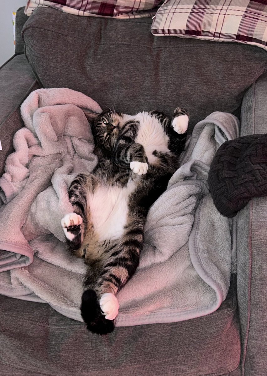 ZStarpuss's tweet photo. OMG my life is so hard #cats #CatsofTwittter #CatsOnTwitter #caturday https://t.co/3Rygbbcb2C