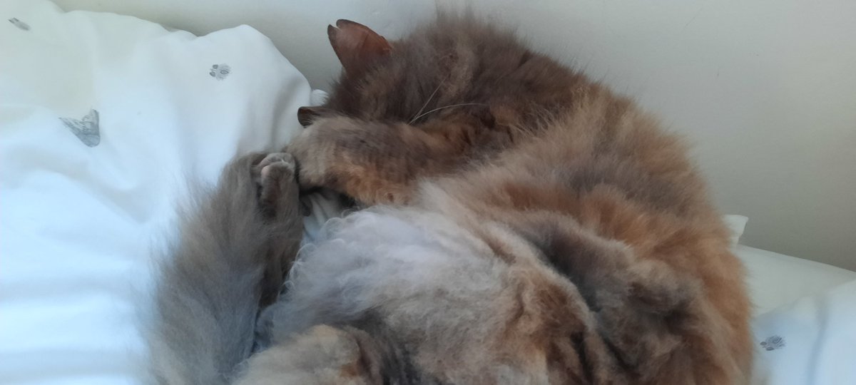 juliet_brice's tweet photo. @rickygervais Cinders says hi! https://t.co/Ve43RTcb2Y