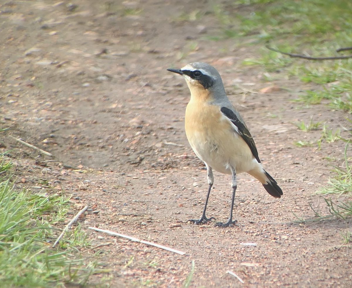 Possible ‘Greenland’ Northern Wheatear at Birchmoor, North Warwickshire this morning. The ‘Magic Pond’ may be gone, but the area can still lure in a few strays. #peakybirders #localpatchbirding #phonescoping