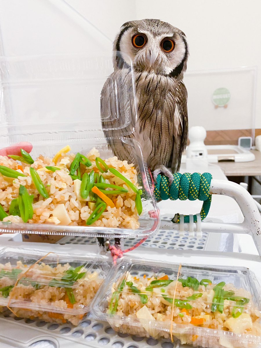 たけのこ掘りに行ってきました！⛰
地面から長ーく出たたけのこも美味しいことを初めて知りました🫢
#アフリカオオコノハズク
#フクロウ #owl
#たけのこご飯