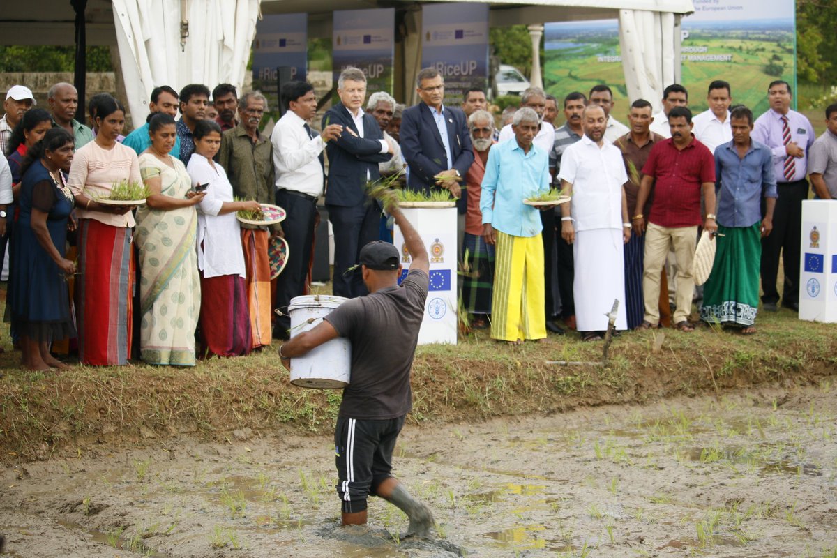 Together with our implementing partner <a href="/FAOSriLanka/">FAO in Sri Lanka & Maldives</a>, we are working with the <a href="/MinistryofAgric/">Ministry of Agricult</a> to boost #productivity and #sustainability of the paddy cultivation sector by providing seeds, fertilizer and technical support to #paddy farmers in #SriLanka.

#EUinSriLanka
🇪🇺🇱🇰