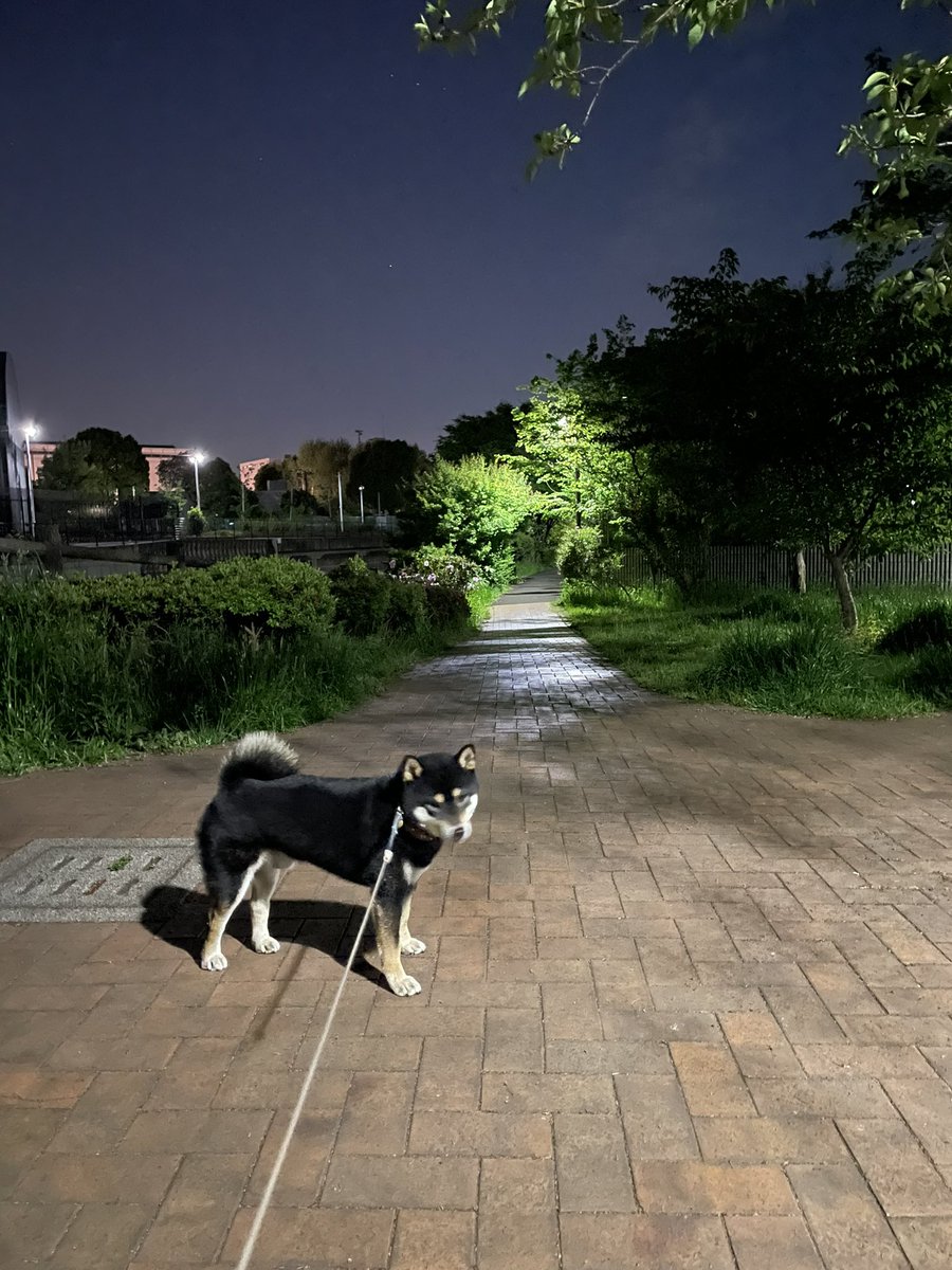 夕散歩😃東久留米のマイクロバスの車庫付近に流れる黒目川の沿道を散歩😊これからさいたま市に帰ります🤗みなさん今日もありがとうございました😃#柴犬のいる暮らし ＃柴犬 #shibainu ＃黒柴 #柴犬のいる幸せ #柴犬を崇めよ #グルメ #絶景 #幻想 #黒目川