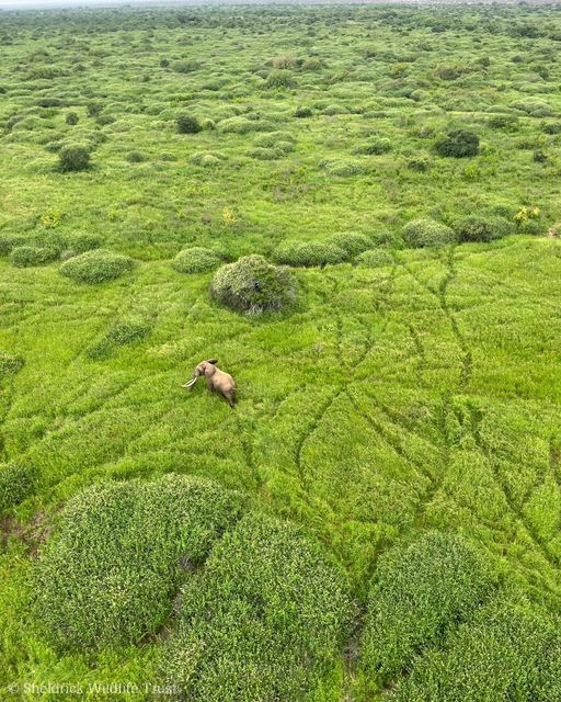 SheldrickTrust's tweet photo. (1/3) Earth is a shared home. It belongs to us just as much — but no more — than it belongs to the elephants, giraffes, lions, dik-diks, weaver birds, and millions of other species who are also building their lives here. #EarthDay https://t.co/gjnywLDGOR