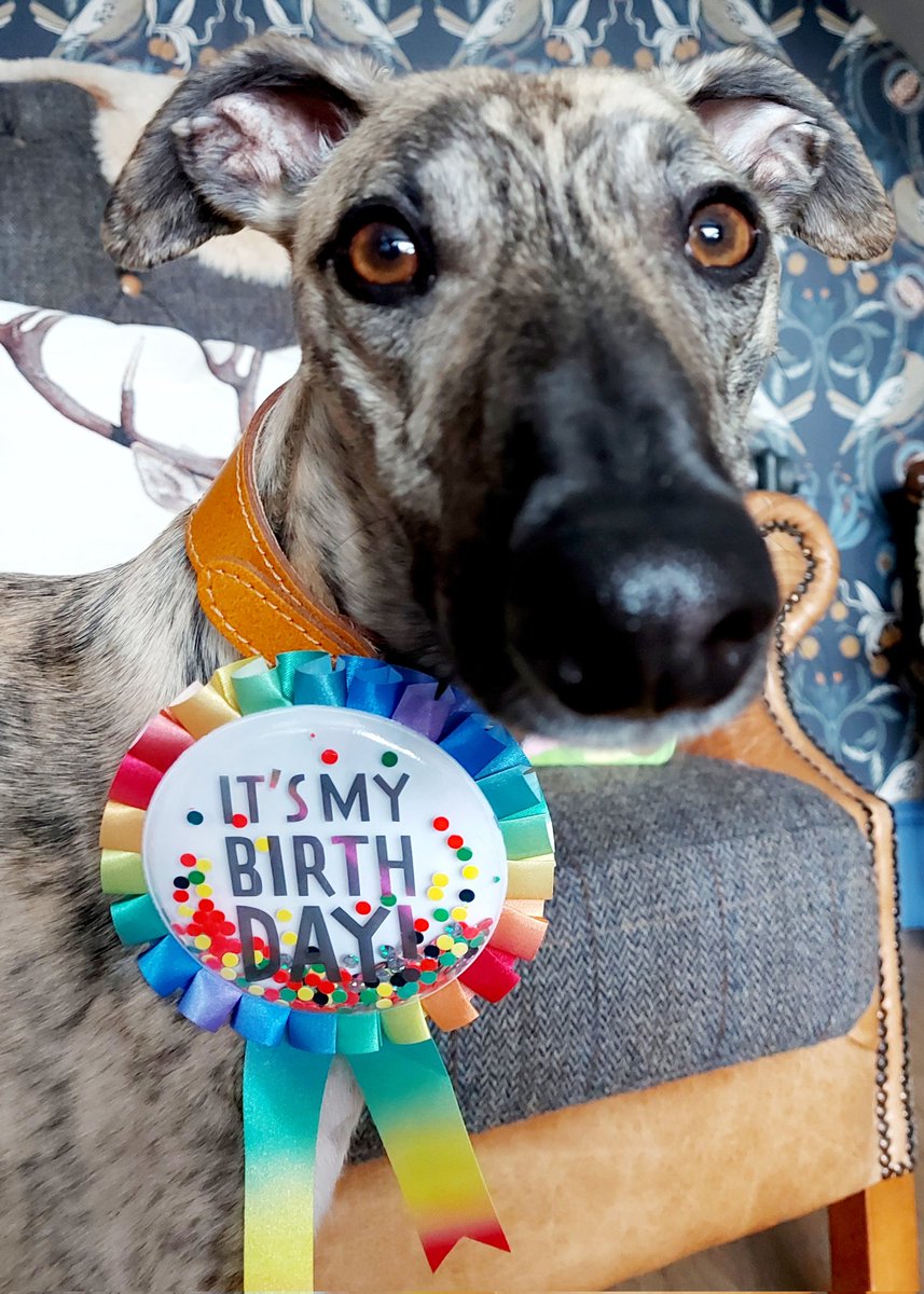 chickadickadee's tweet photo. Happy Birthday to meeeeeee! 
 Mum cant believe I am 2 already. https://t.co/IiJlXAb9kw
