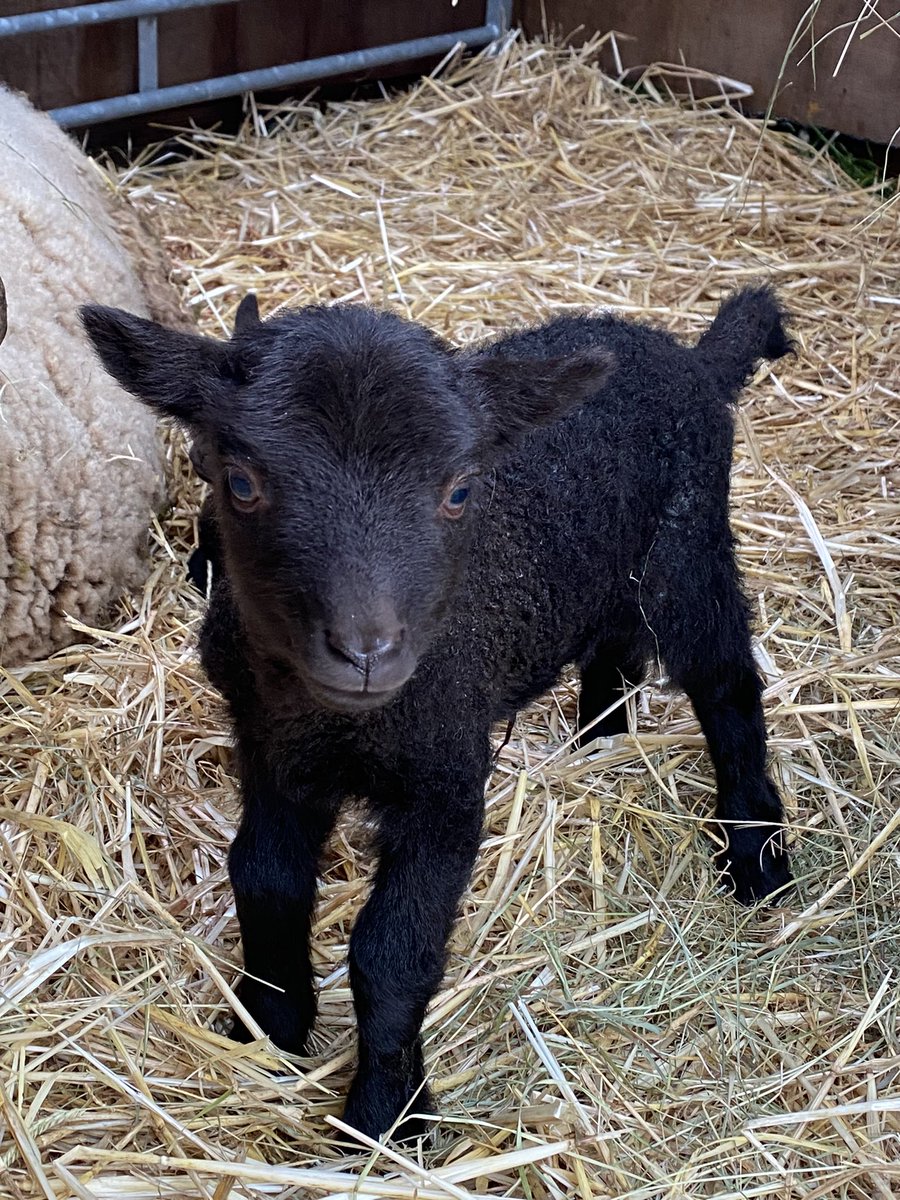 Lambing has begun! A couple of tup lambs arrived first. Isn’t this one adorable?! 

#sheepofmanycolours #sheepfoldtales #lambing2023 #tuplamb #manxloaghtan
