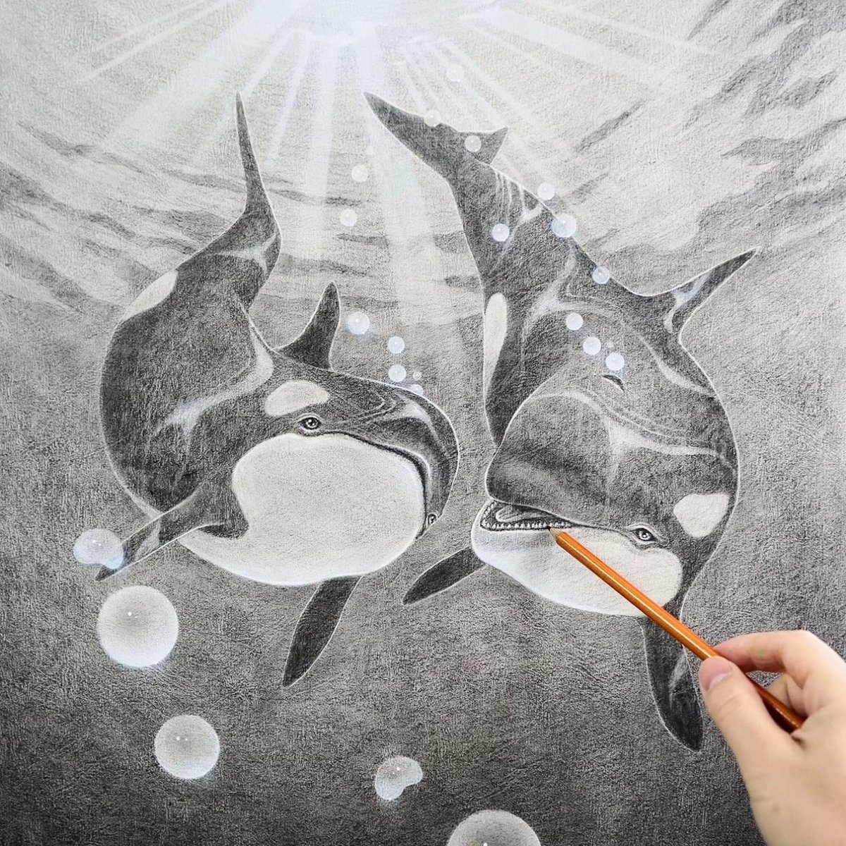 kentaro_art's tweet photo. "Together" #Orcas, Charcoal on paper
I draw on paper with charcoal and eraser.
「共に」#シャチ、木炭、パステル紙
木炭を紙にこすりつけ黒くしてから、練り消しゴムで消して描いたシャチのオーダー作品です。
#kentaronishino #saveorcas #orcaart #アールビバン #画家 #西野健太郎 https://t.co/TFBftPo1Rh