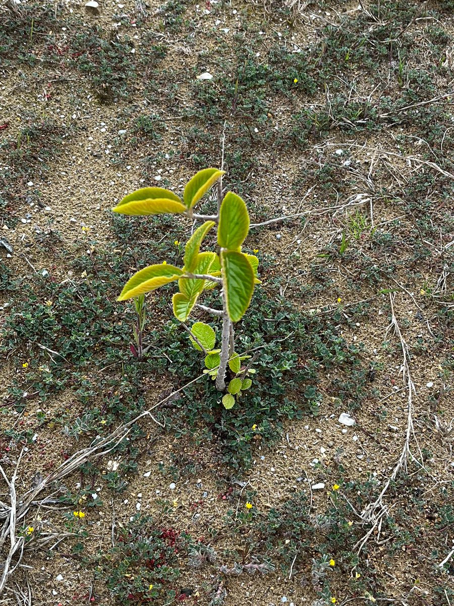 LIFE_REDUNE's tweet photo. Non è stato #facile ma questo #triangolo di #parcheggio sta diventando un "triangolo di #vita"
#biodiversità  #ginepro #biancospino #viburno
@VisitCavallino @CaFoscari  @VenetoAgricoltura @SELCSocCoop @EpcSrl  @RegioneVeneto https://t.co/TwDItGV0Zw