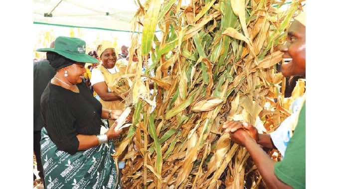 First Lady joins women in harvesting crops…as Agric4She pays dividends‼️￼
￼
AGRIC4SHE patron, Dr Auxillia Mnangagwa, yesterday joined thousands of women from Mash East in harvesting crops that were grown with her involvement, as she leads from the front in encouraging..
1/2