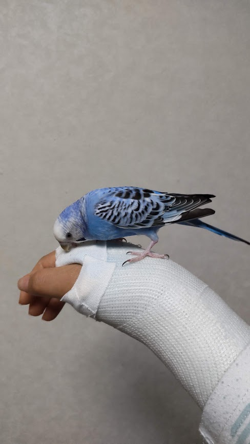 あれれ？　飼い主の手　なんか匂うぞ。
このギプス固定ってやつ、なんか臭いぞ！
#セキセイインコ ＃骨折女子　＃ギプスは臭い
