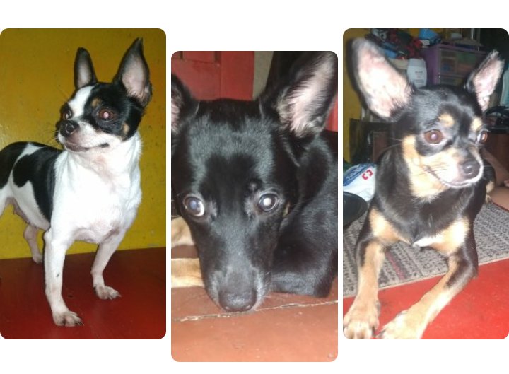 dheycee20's tweet photo. My 3 little angels puppies
#happylou
#mikai
#sunrise https://t.co/0sFJscBkAF