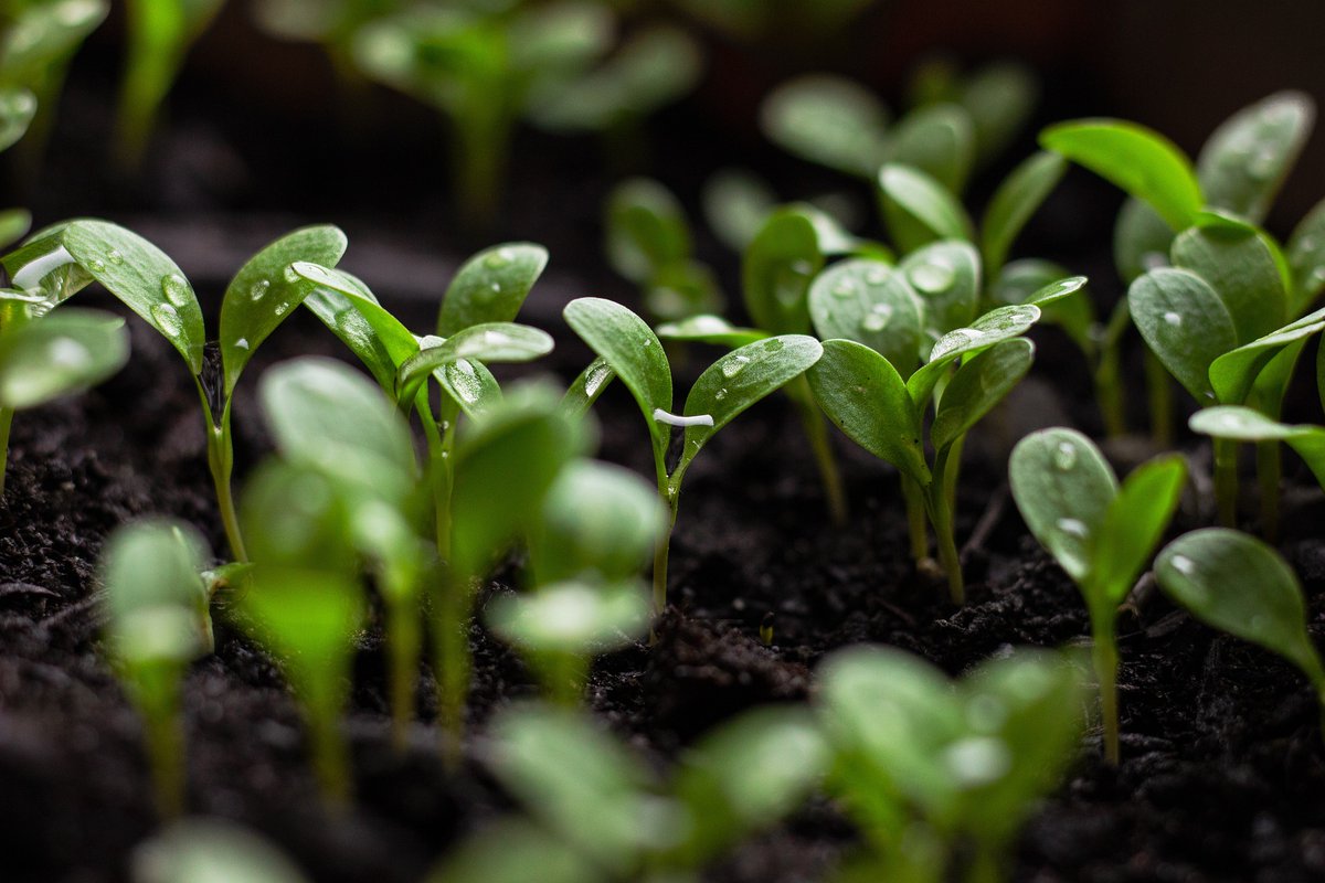 WpgFairTrade's tweet photo. Happy 🌍 Day!

Did you know that care for the environment is ingrained in #Fairtrade?

Fairtrade farmers and producers are provided with training and information to be better aware of environmental issues and the impact these have on their lives and crops. 

#EarthDay https://t.co/7z6OtY9KYM