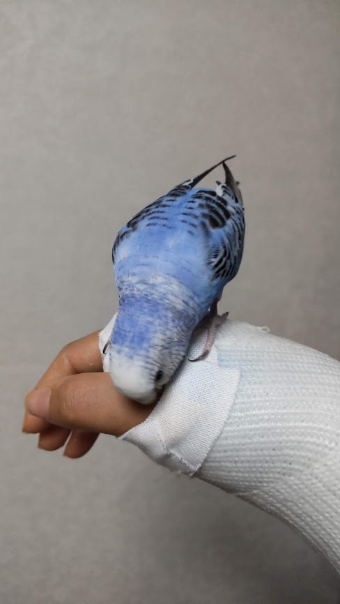 hitsujido's tweet photo. あれれ？　飼い主の手　なんか匂うぞ。
このギプス固定ってやつ、なんか臭いぞ！
#セキセイインコ ＃骨折女子　＃ギプスは臭い https://t.co/kHhYt1Ylgd